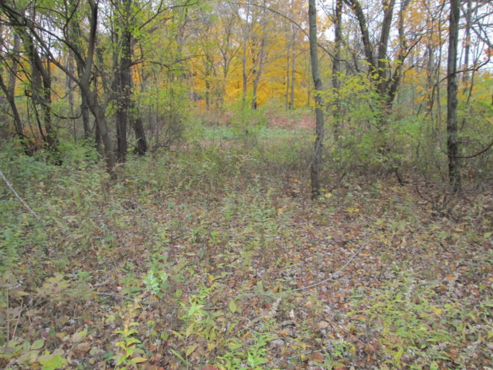 10327 Singer Lake Road Baroda, MI 49101 - Photo 2 of 8 IMG_3899