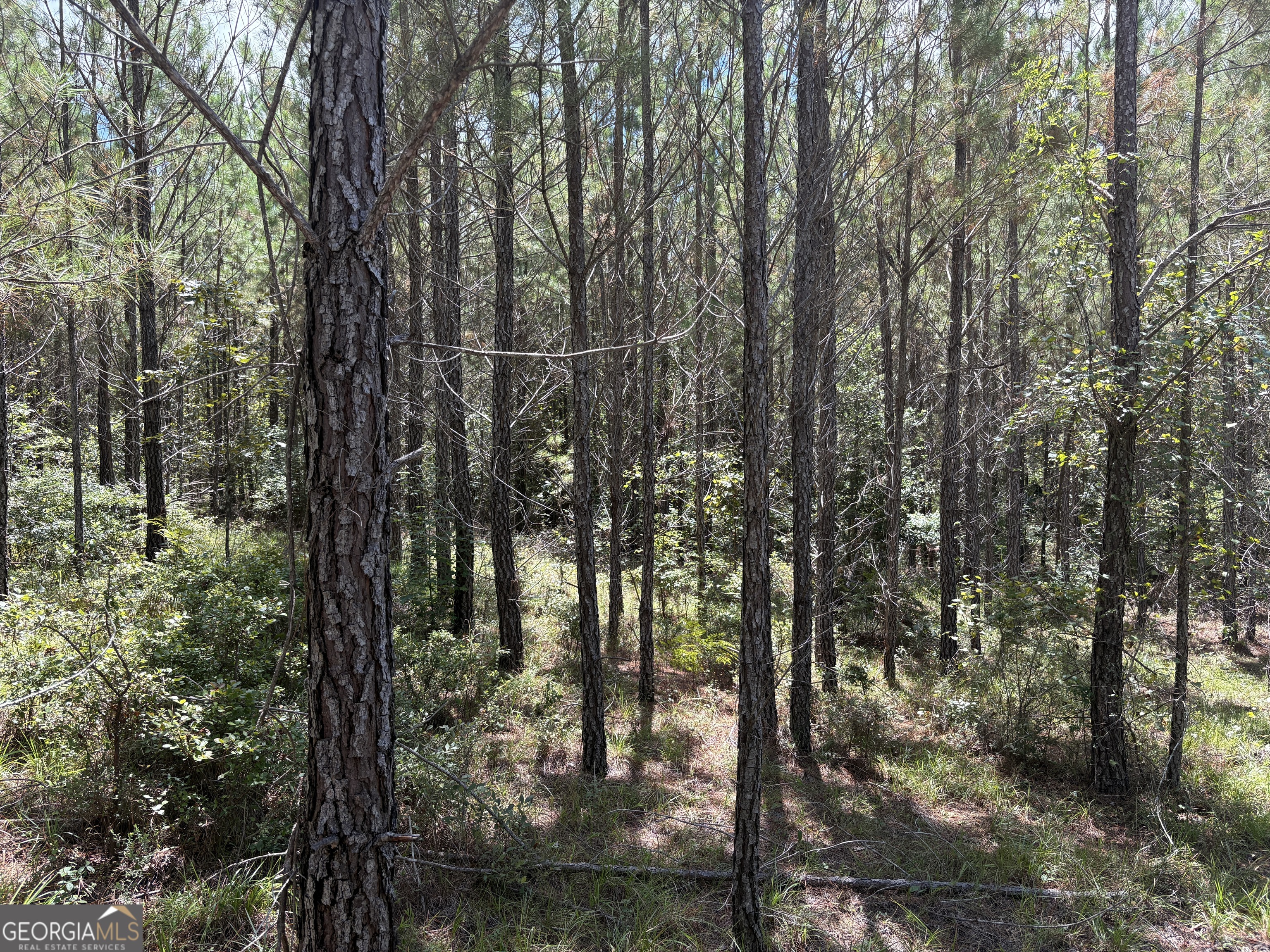 0 Black Creek Road Gordon, GA 31031 - Photo 3 of 13 a view of forest
