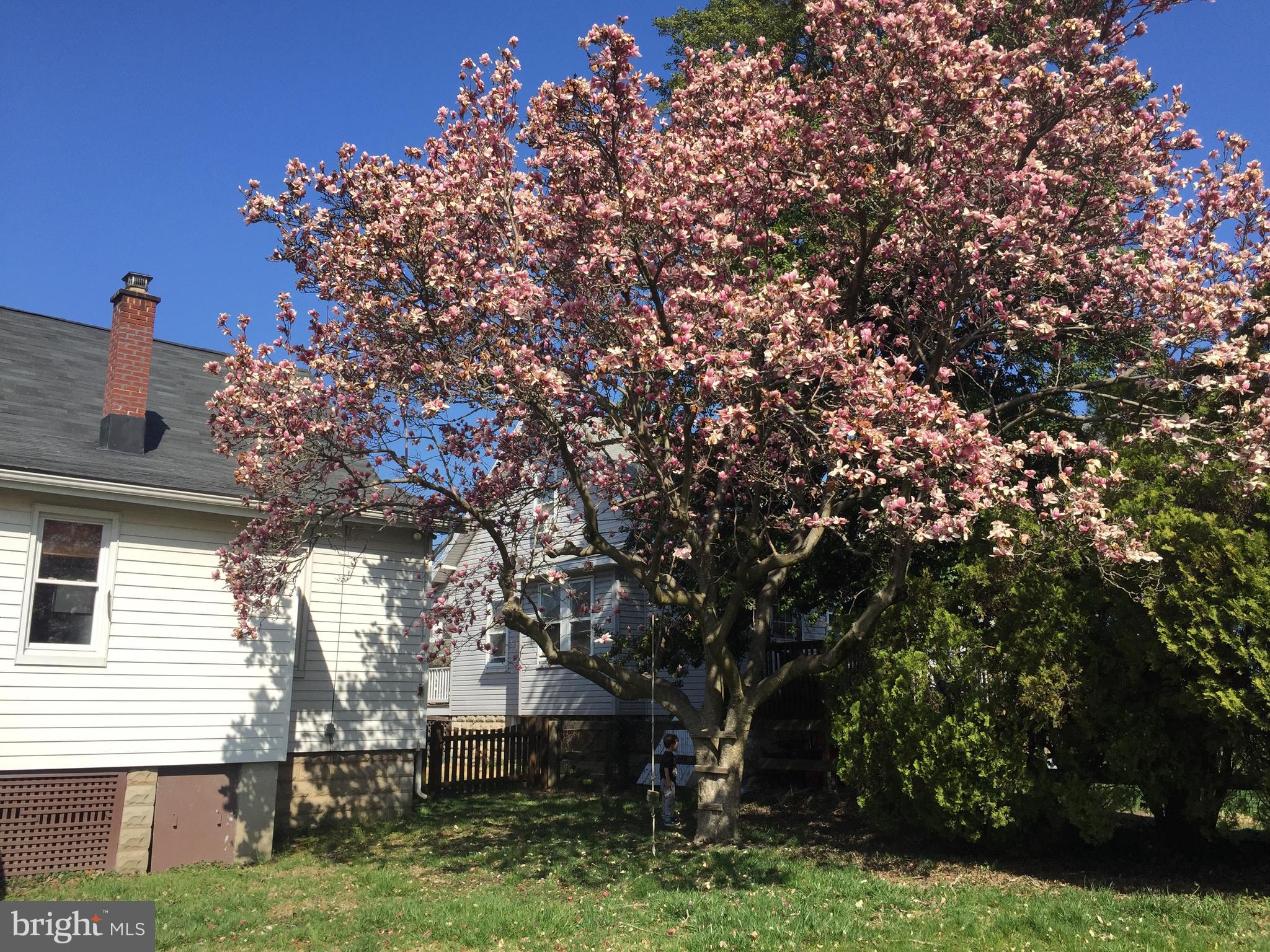 5601 Tramore Road Baltimore, MD 21214 - Photo 31 of 32 beautiful Magnolia tree in back yard