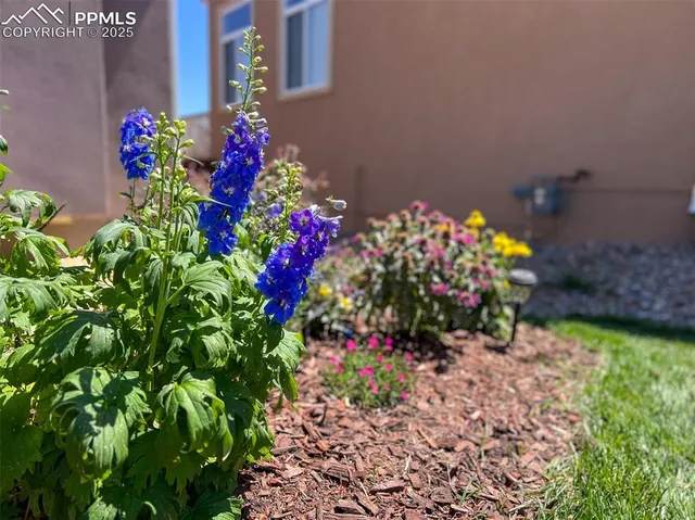 a view of a flower in a garden