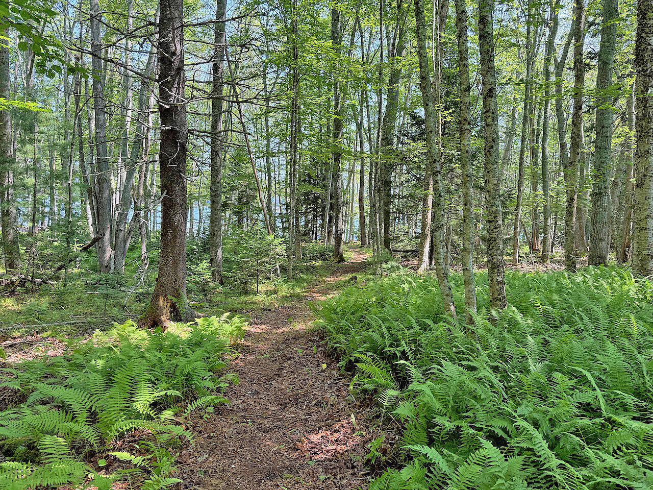 196 Pemaquid Harbor Road Bristol, ME 04558 - Photo 4 of 13 Woodland Path to Waterfront