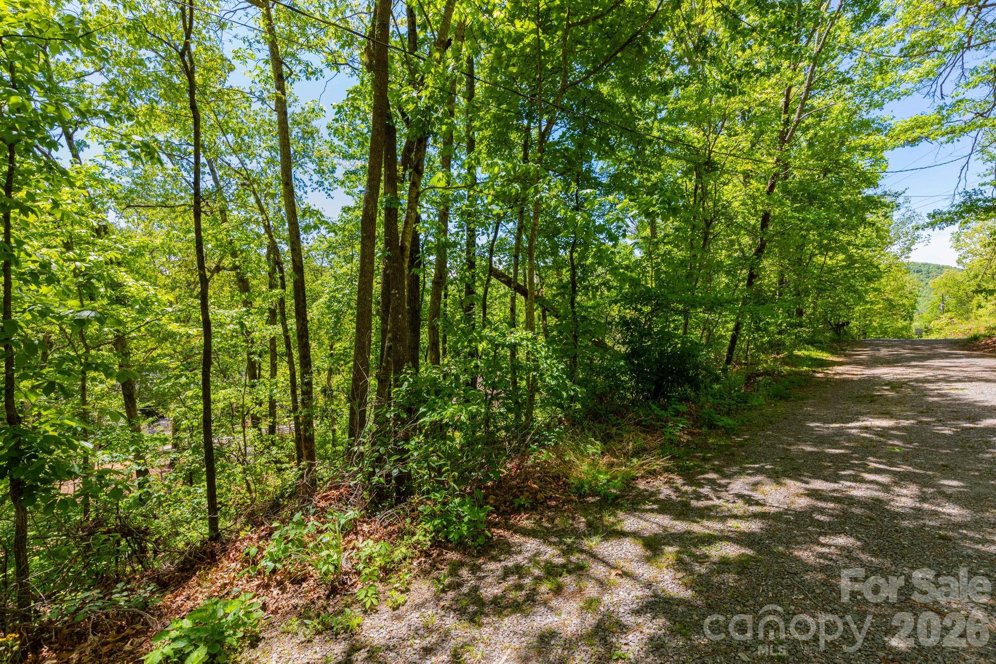 99999 Meeks Road Black Mountain, NC 28711 - Photo 8 of 18 a view of a yard with plants and large trees