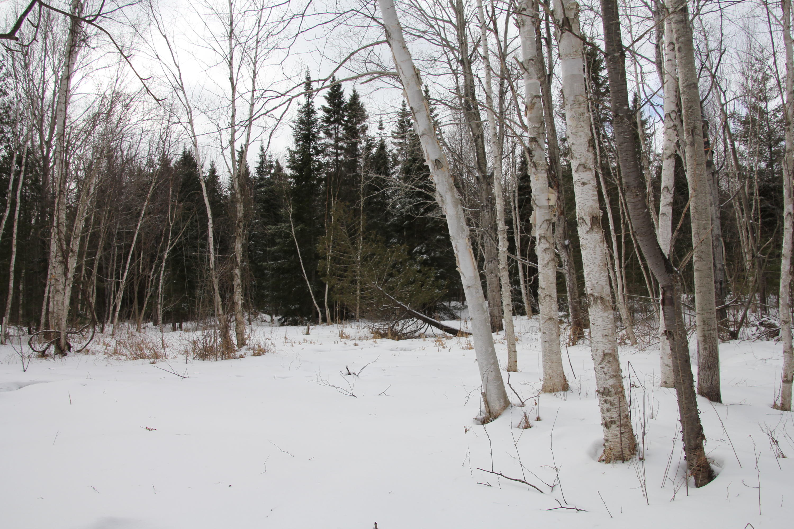 40-acres Tolan Road Spruce, MI 48762 - Photo 49 of 95 Gallery Image 49