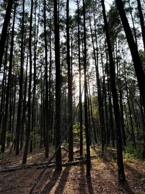 0 Edgar Jones Road Mauk, GA 31058 - Photo 9 of 21