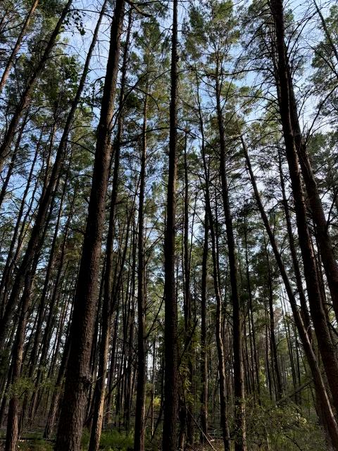 0 Edgar Jones Road Mauk, GA 31058 - Photo 10 of 21