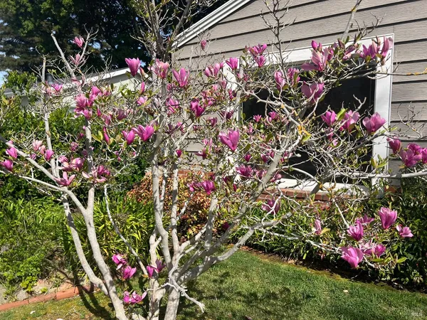 a view of a flower in a lot of flowers