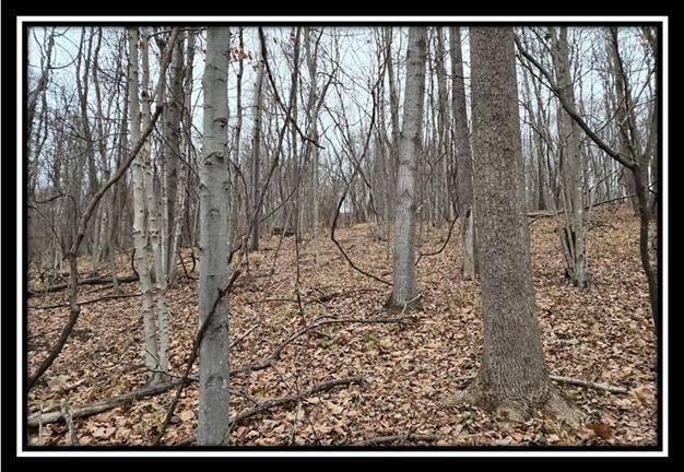 0 Black Run Road, Unit TRACT 8) Chillicothe, OH 45601 - Photo 18 of 47 image018