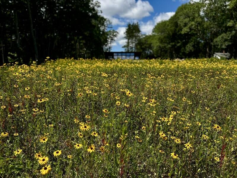 440 Belfast Road, Unit INIO E2 Camden, ME 04843 - Photo 41 of 47 Wildflower Meadow Autumn Bloom_800x600
