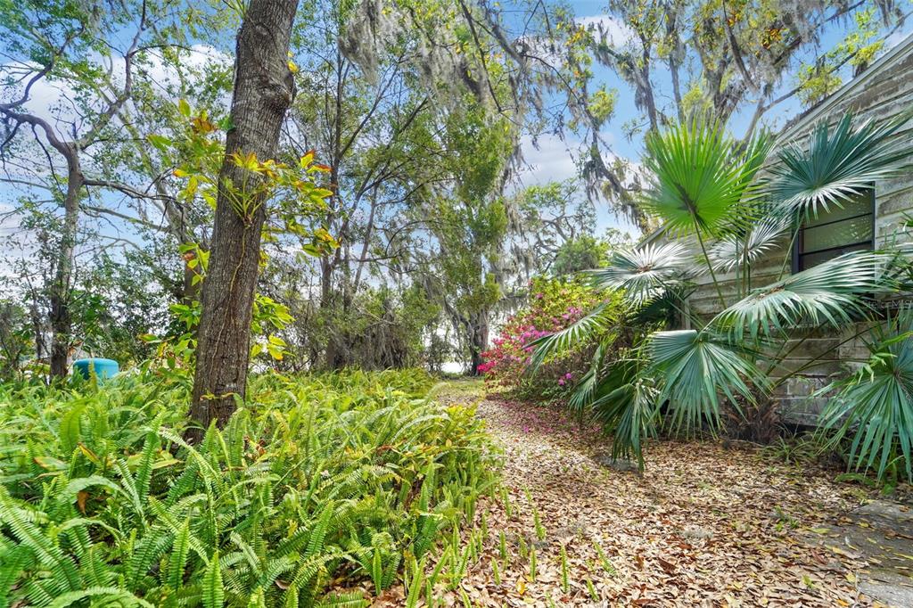 18709 Wayne Road Odessa, FL 33556 - Photo 23 of 34 a plant that is in a garden