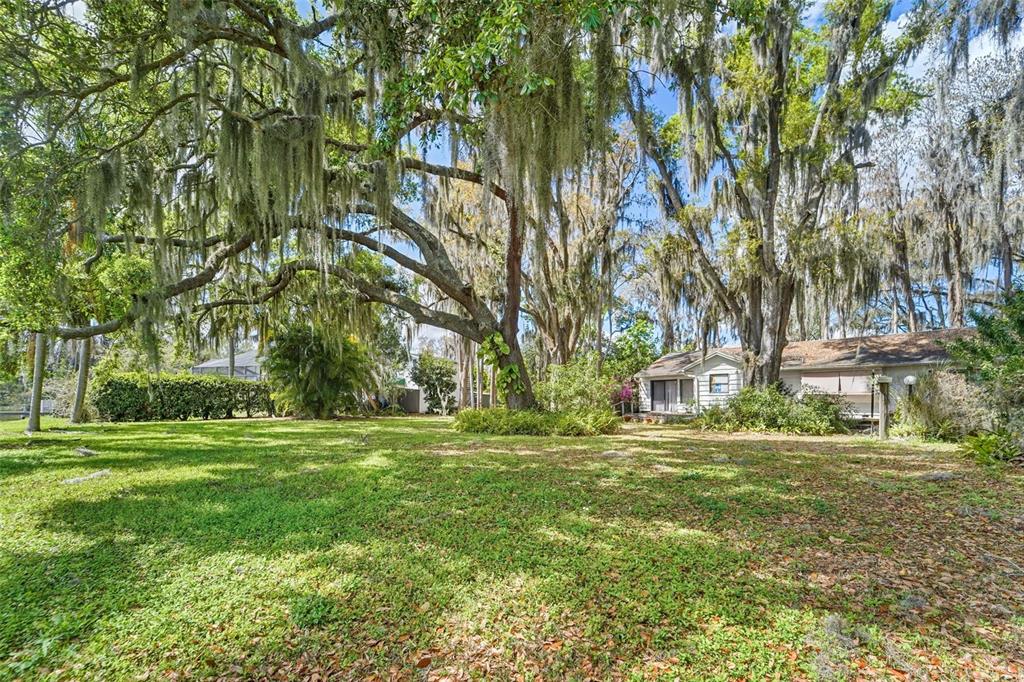18709 Wayne Road Odessa, FL 33556 - Photo 6 of 34 a big yard with lots of trees