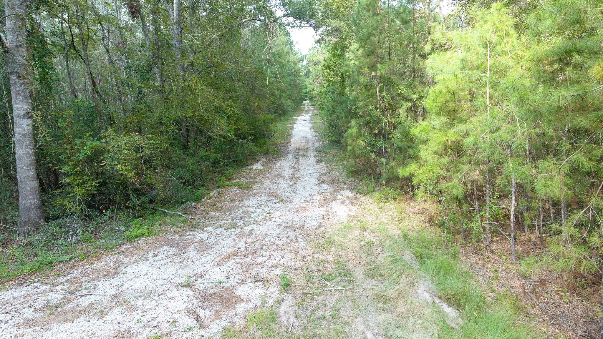 12075 Coon Hollow Road Conroe, TX 77306 - Photo 11 of 14 a view of a pathway both side of yard