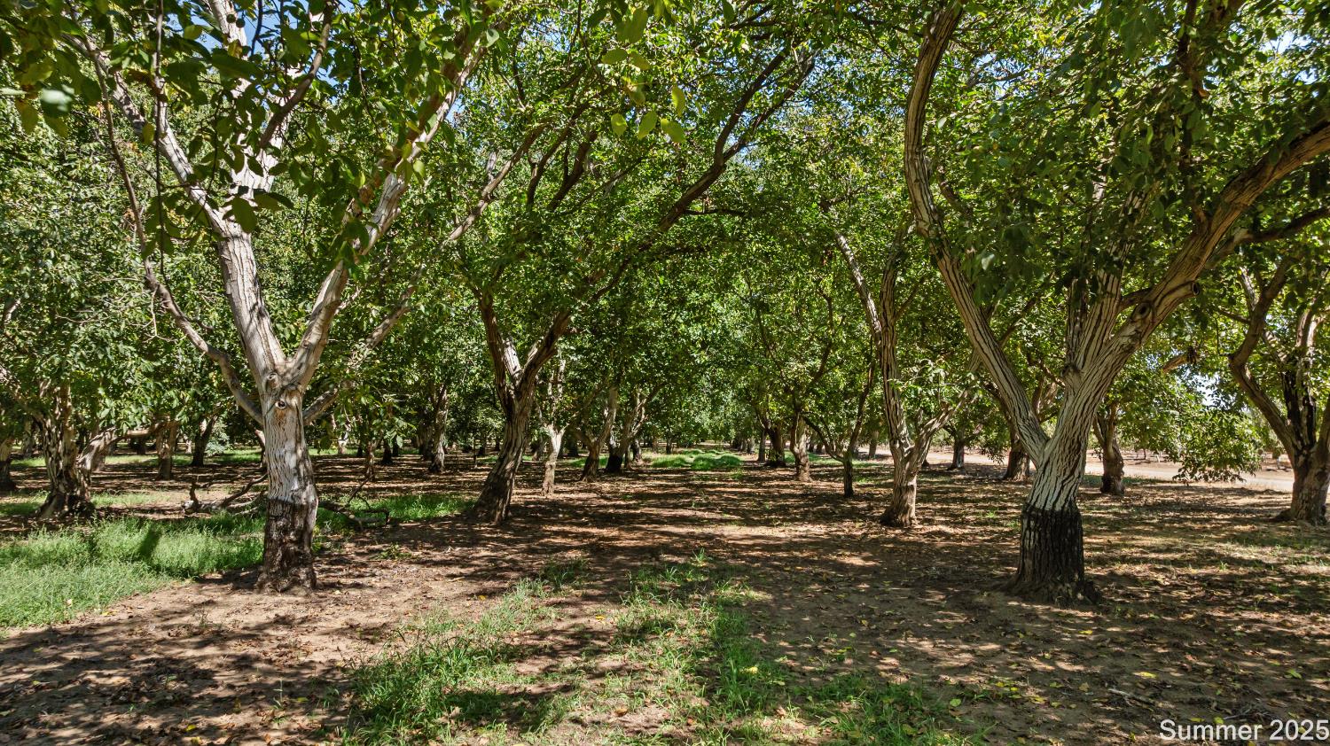5210 North Fine Road Linden, CA 95236 - Photo 11 of 13 a view of outdoor space with deck and tree