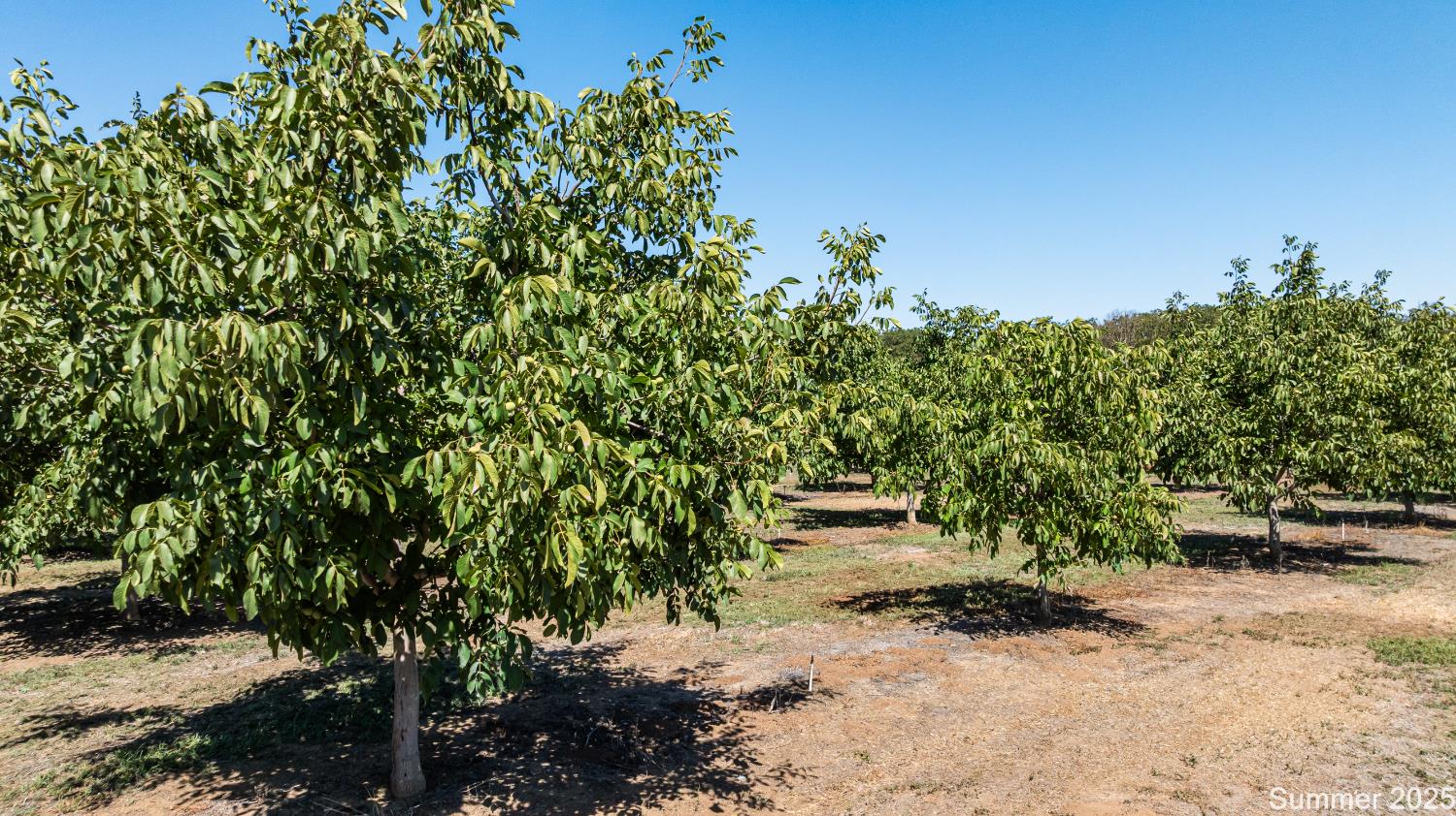 5210 North Fine Road Linden, CA 95236 - Photo 3 of 13 a backyard of a house with lots of green space