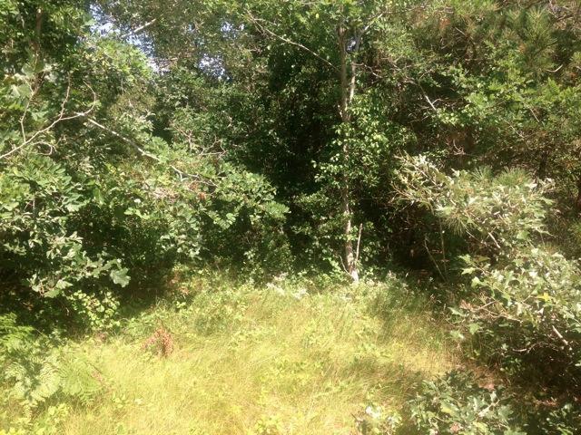 287 Coles Neck Road Wellfleet, MA 02667 - Photo 5 of 5 a view of a yard with plants