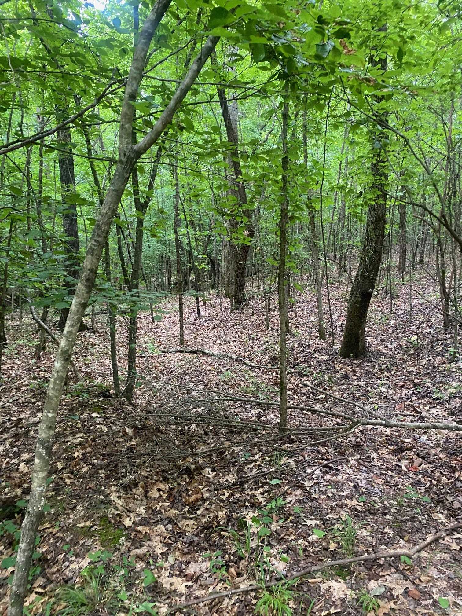 Purdy-Beauty Hill Road Selmer, TN 38375 - Photo 11 of 15 a view of a forest with trees