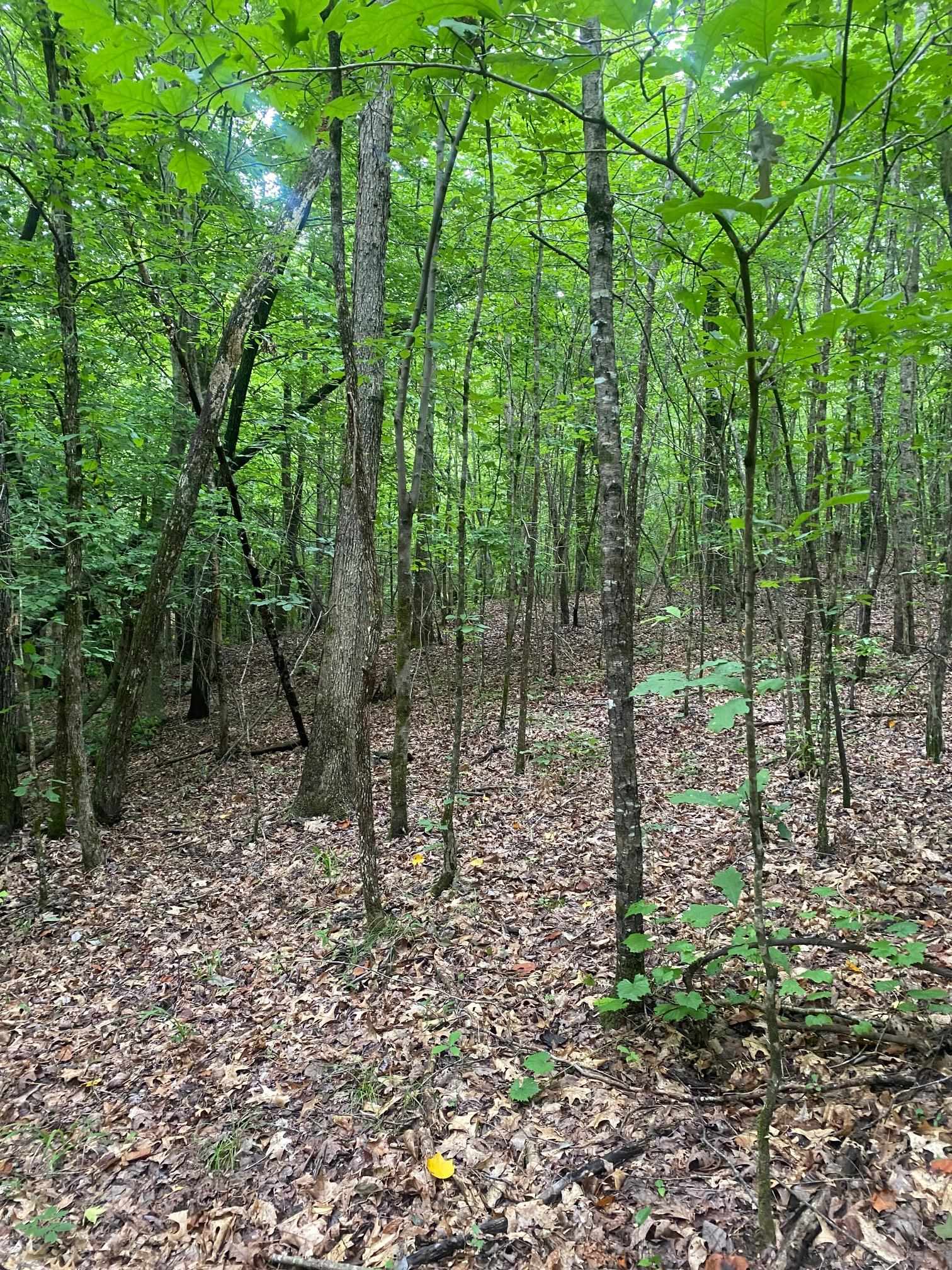 Purdy-Beauty Hill Road Selmer, TN 38375 - Photo 12 of 15 a view of a forest with lots of trees