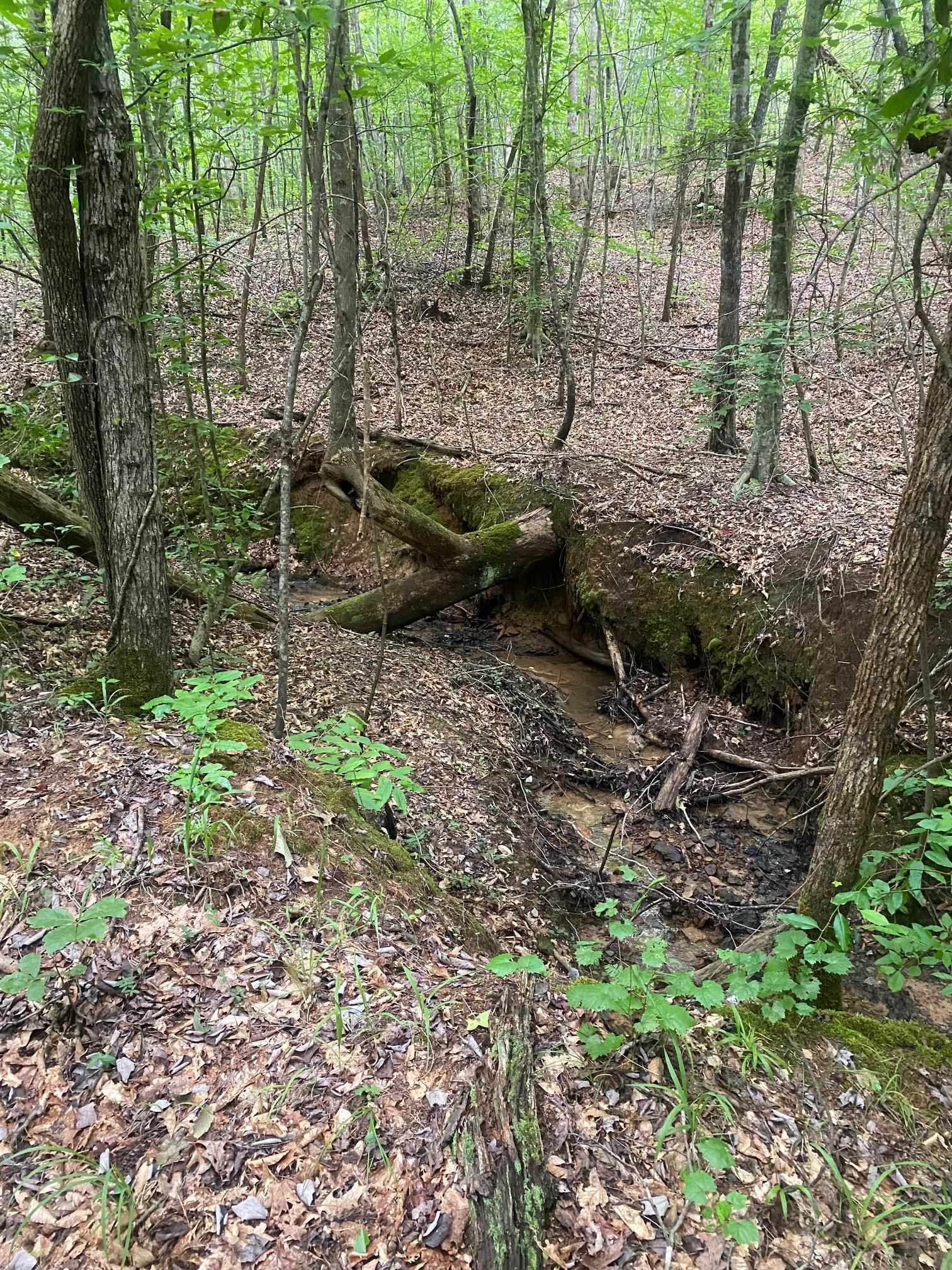 Purdy-Beauty Hill Road Selmer, TN 38375 - Photo 13 of 15 a view of a yard with plants and large trees