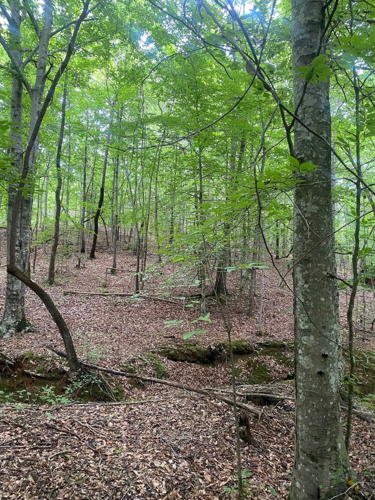 Purdy-Beauty Hill Road Selmer, TN 38375 - Photo 14 of 15 a view of a backyard with trees