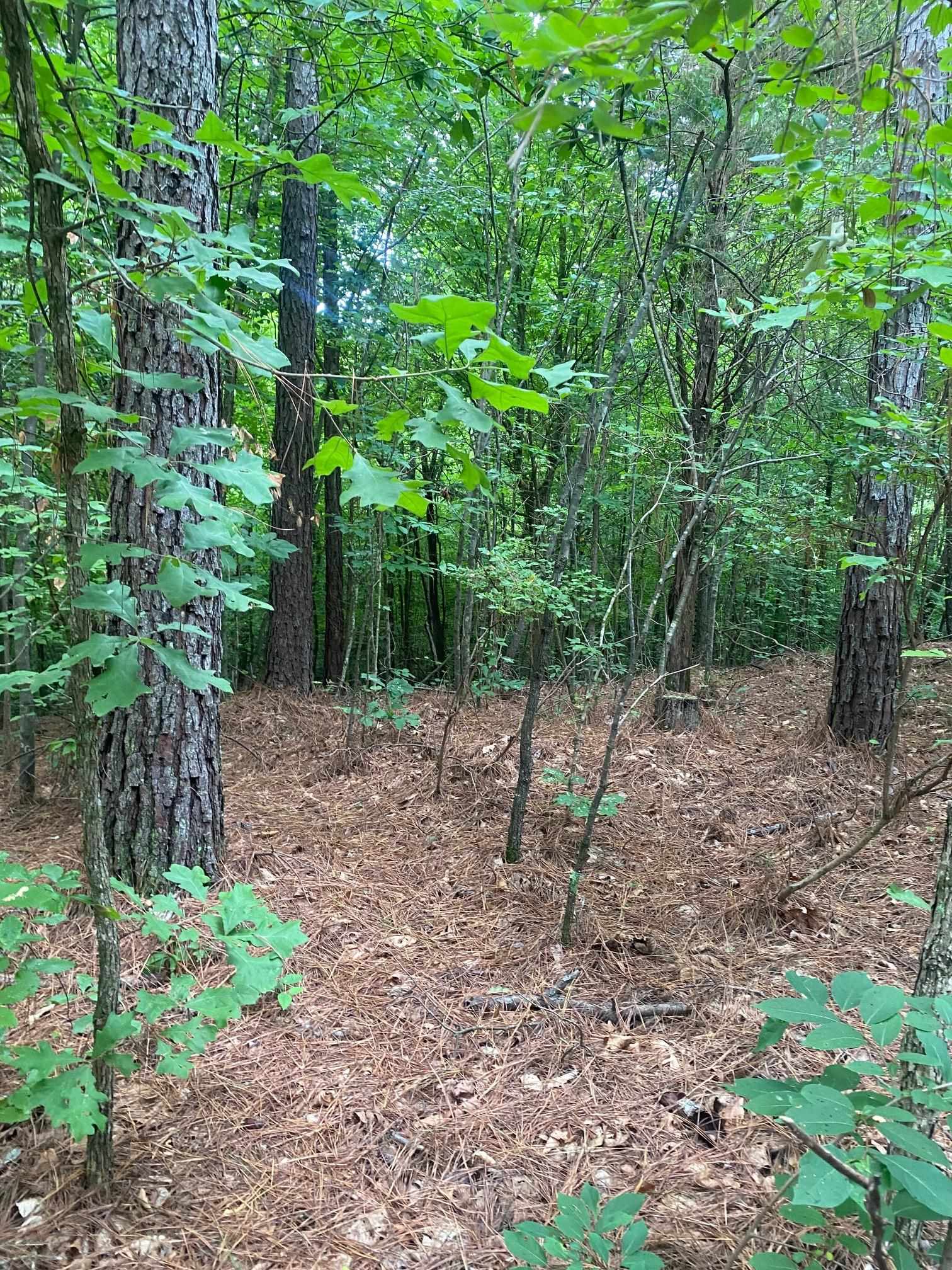 Purdy-Beauty Hill Road Selmer, TN 38375 - Photo 15 of 15 a backyard of a house with lots of trees
