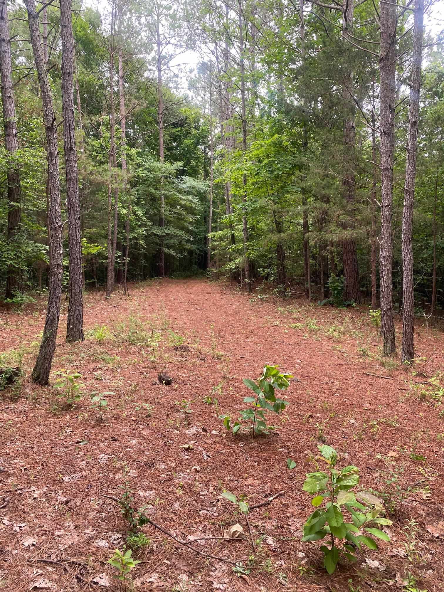 Purdy-Beauty Hill Road Selmer, TN 38375 - Photo 2 of 15 a backyard of a house with lots of green space