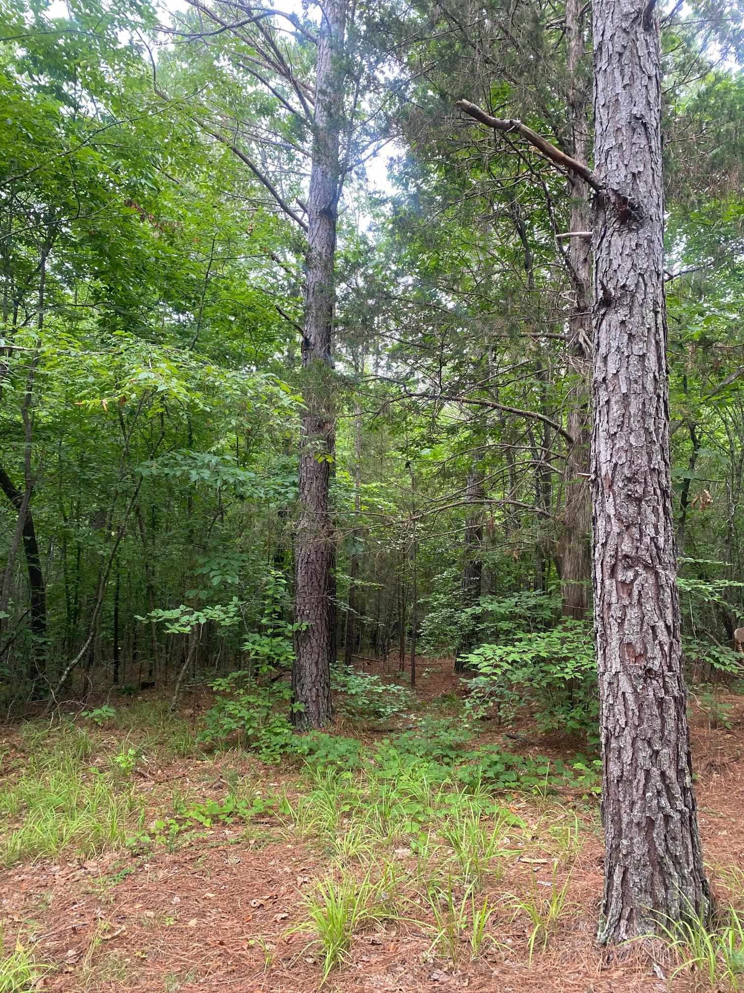 Purdy-Beauty Hill Road Selmer, TN 38375 - Photo 3 of 15 a backyard of a house with lots of green space