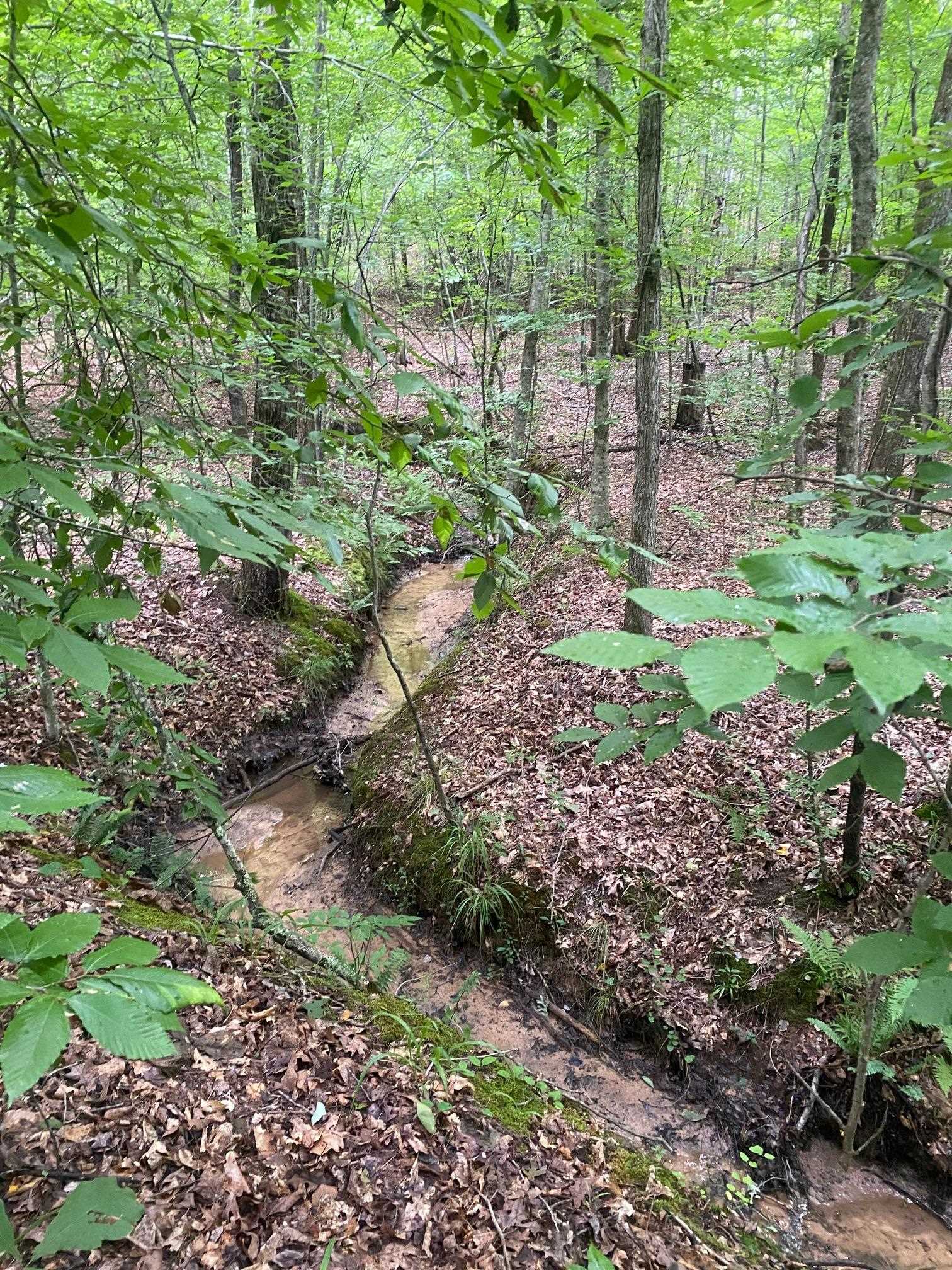 Purdy-Beauty Hill Road Selmer, TN 38375 - Photo 6 of 15 a backyard of a house with lots of green space