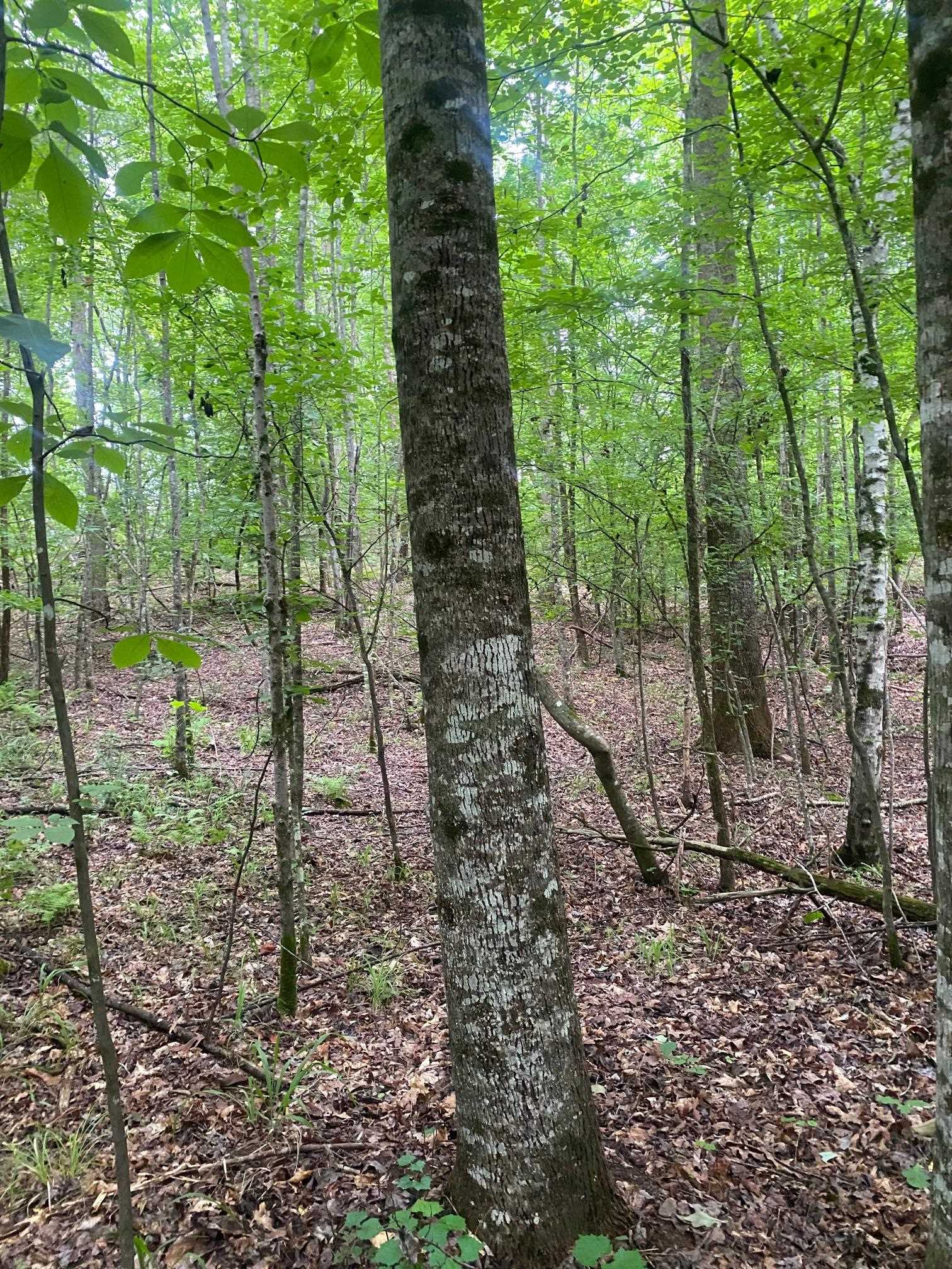 Purdy-Beauty Hill Road Selmer, TN 38375 - Photo 7 of 15 a view of yard