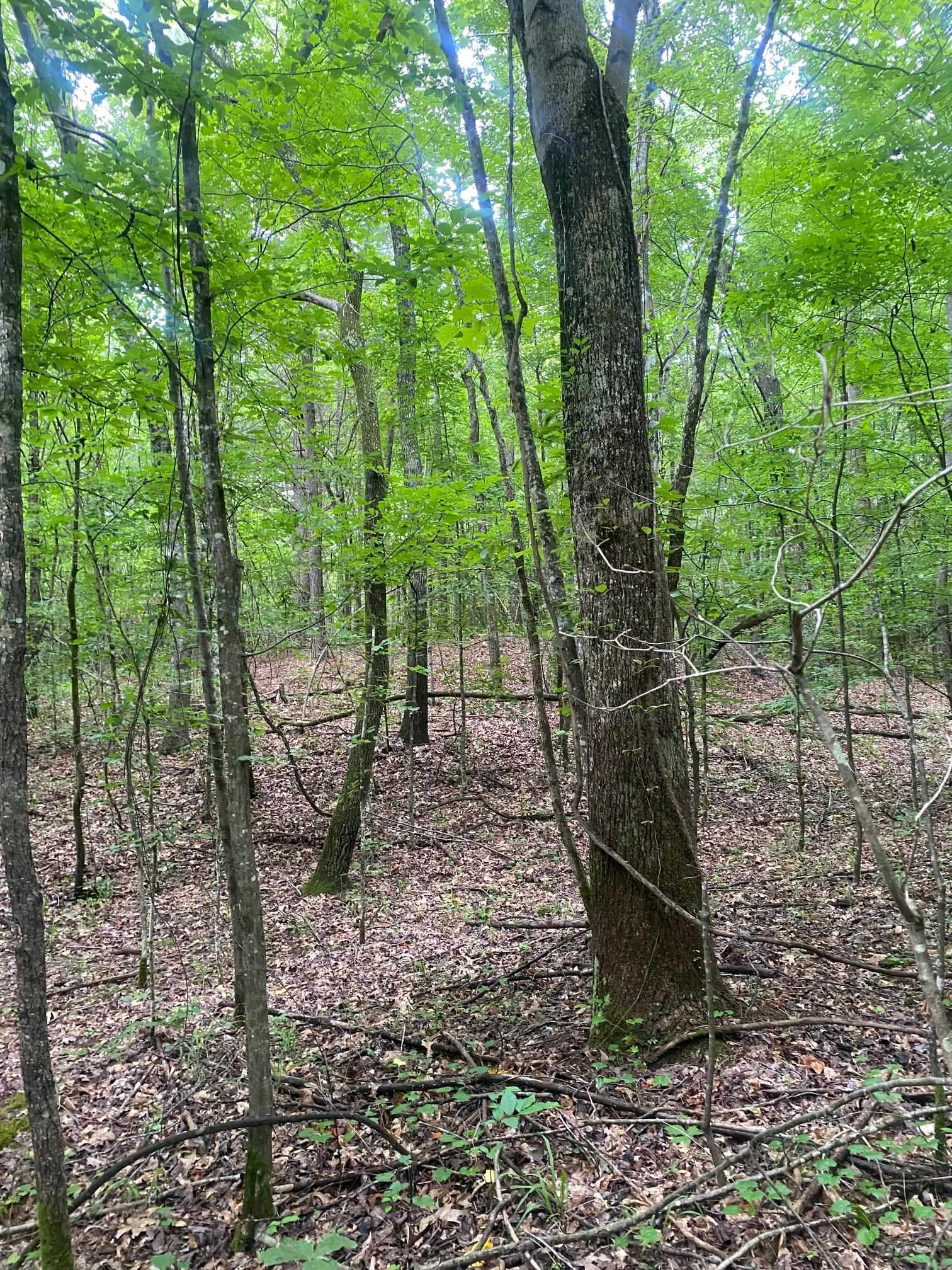 Purdy-Beauty Hill Road Selmer, TN 38375 - Photo 8 of 15 a view of a yard with large trees