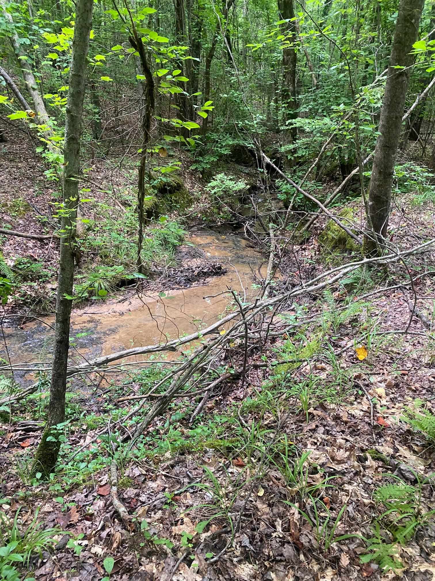 Purdy-Beauty Hill Road Selmer, TN 38375 - Photo 9 of 15 a backyard of a house with lots of plants and trees