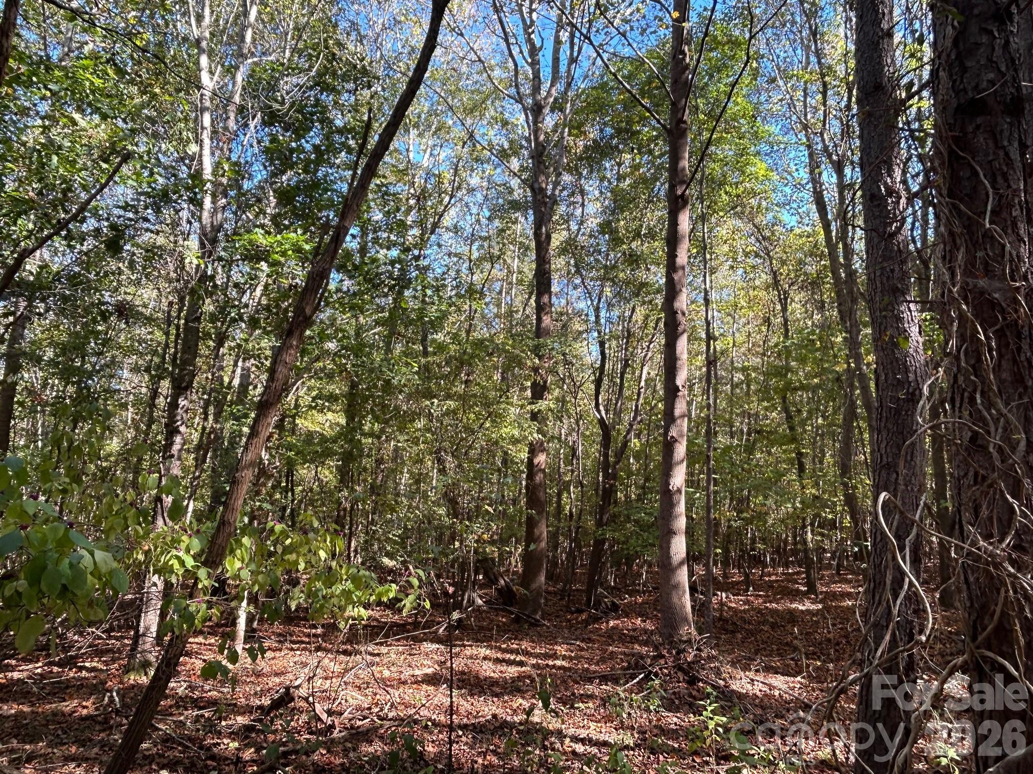 5-ac 5-ac Ernandez Road Richburg, SC 29729 - Photo 20 of 41 a view of a forest