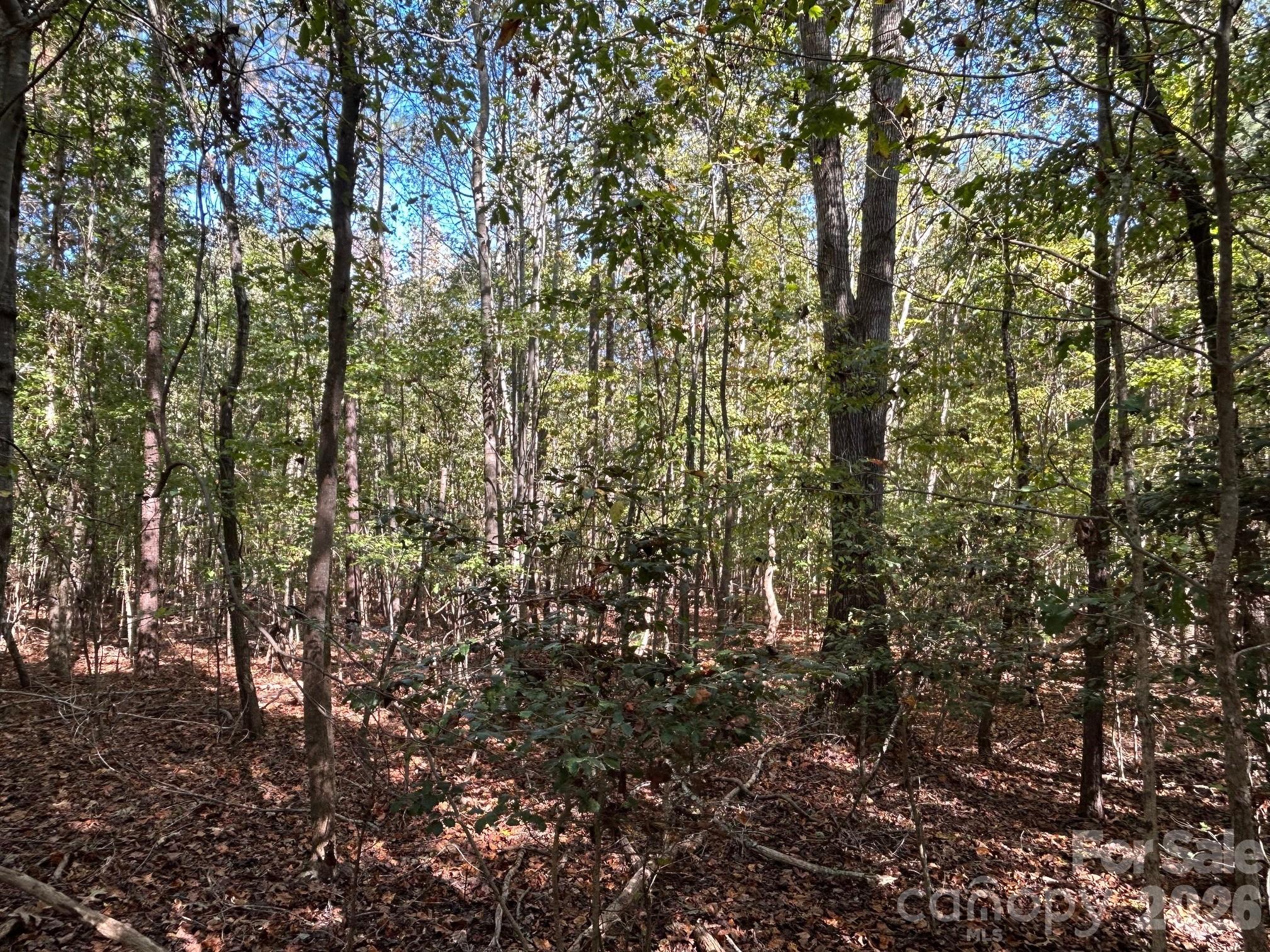 5-ac 5-ac Ernandez Road Richburg, SC 29729 - Photo 22 of 41 a view of forest