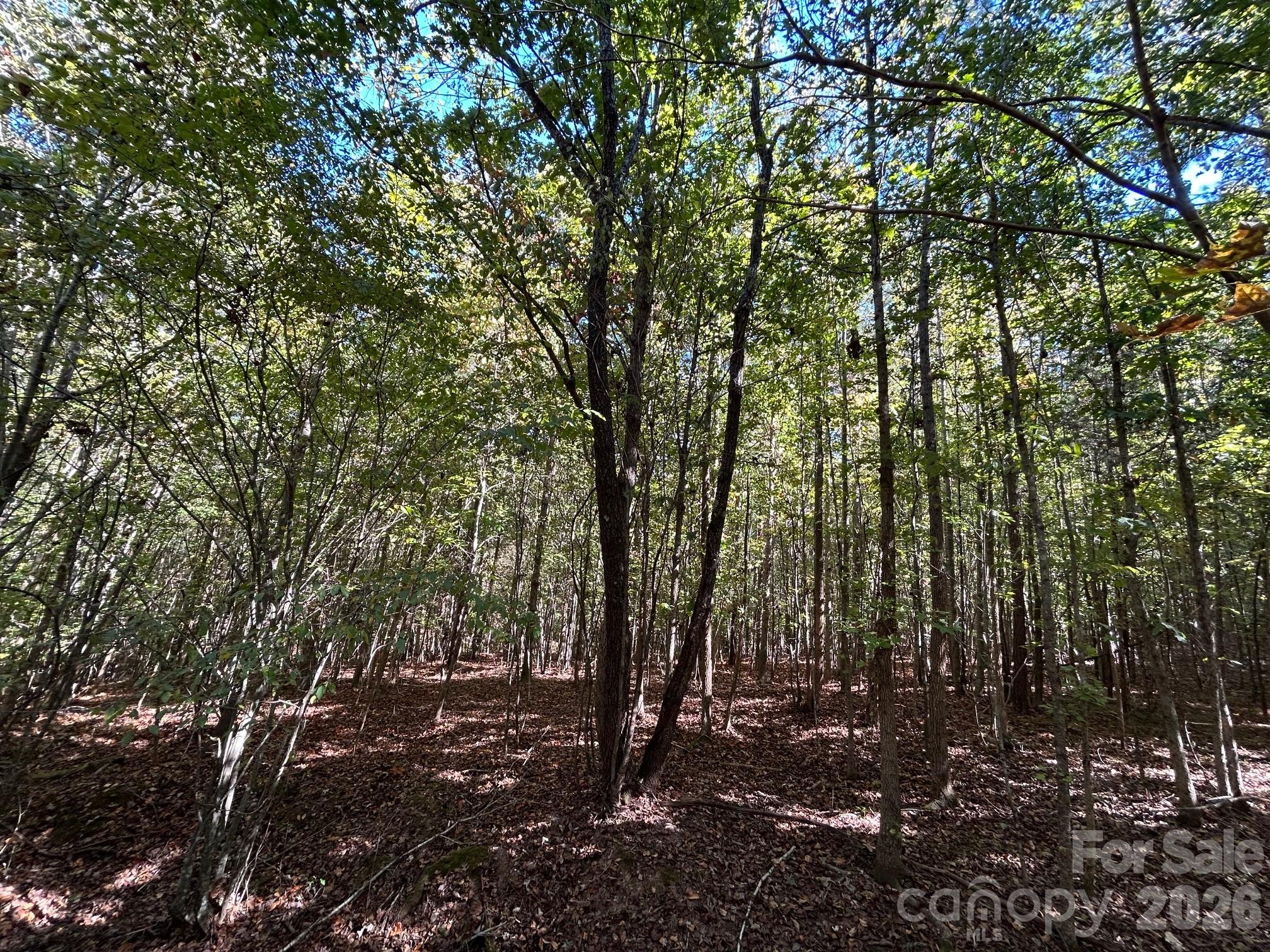 5-ac 5-ac Ernandez Road Richburg, SC 29729 - Photo 26 of 41 a view of forest