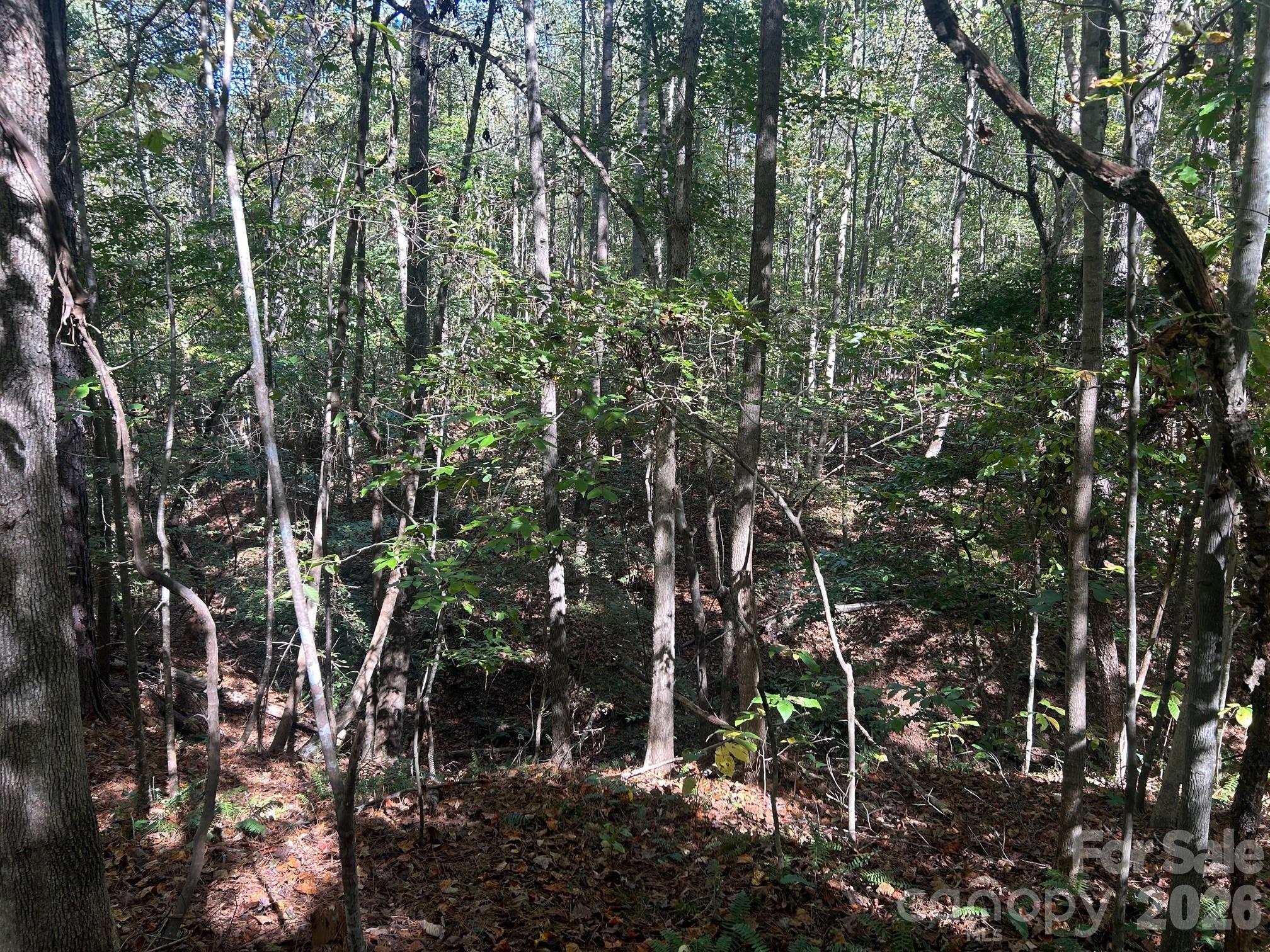 5-ac 5-ac Ernandez Road Richburg, SC 29729 - Photo 28 of 41 a view of forest