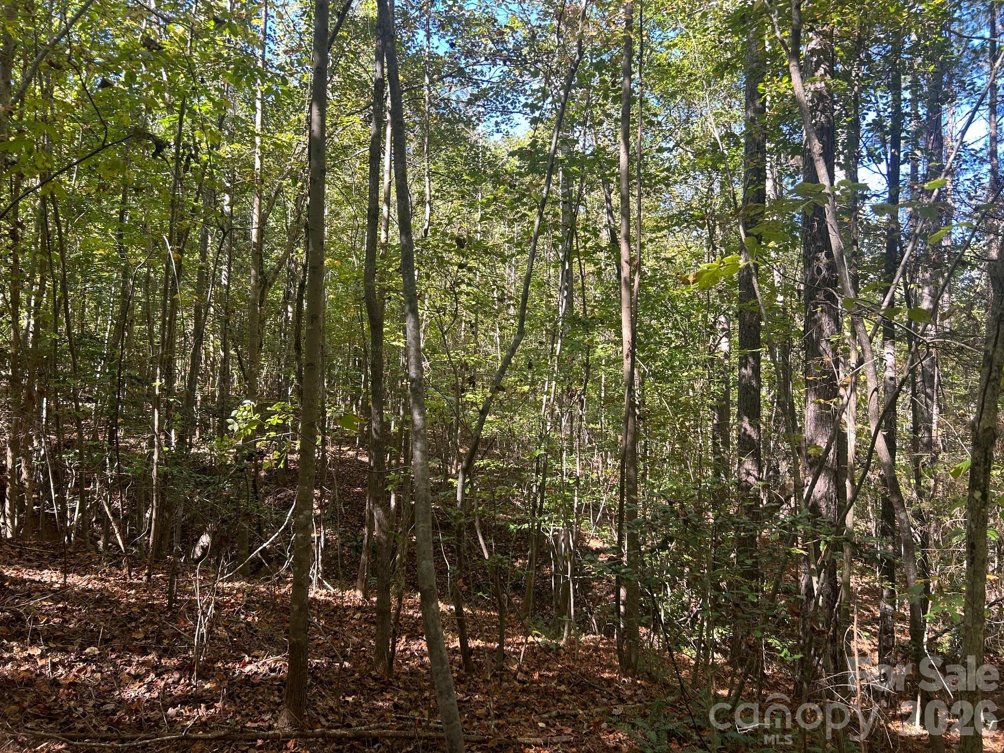 5-ac 5-ac Ernandez Road Richburg, SC 29729 - Photo 29 of 41 a view of forest