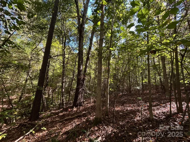 a view of a forest that has a tree
