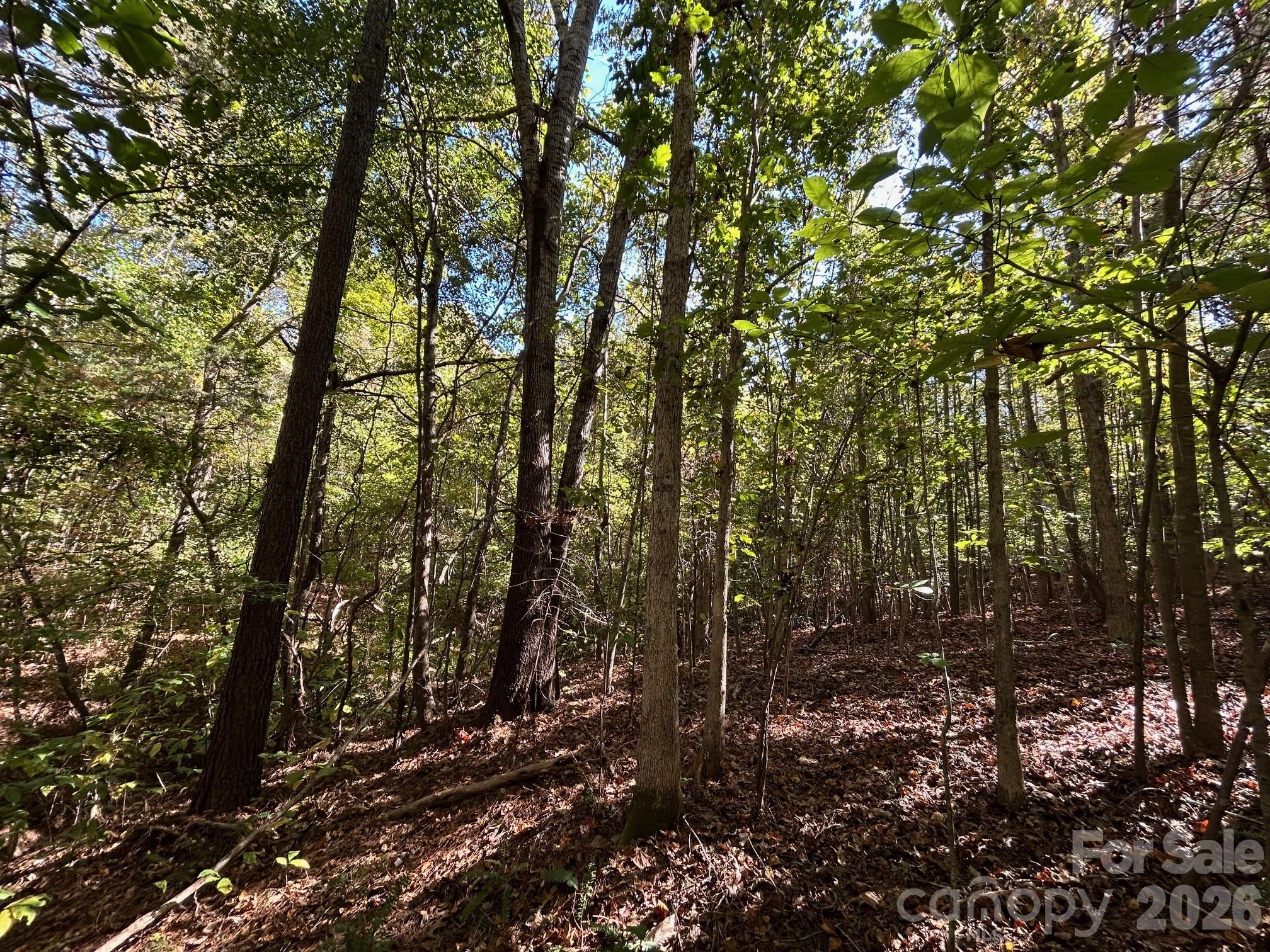 5-ac 5-ac Ernandez Road Richburg, SC 29729 - Photo 30 of 41 a view of forest