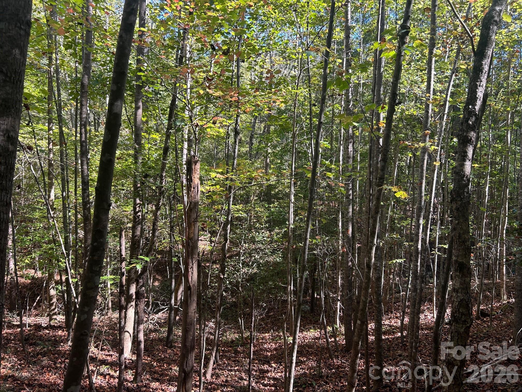 5-ac 5-ac Ernandez Road Richburg, SC 29729 - Photo 33 of 41 a view of a forest that has a tree