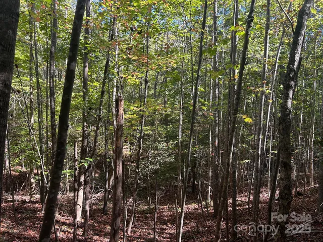 a view of a forest with lots of trees