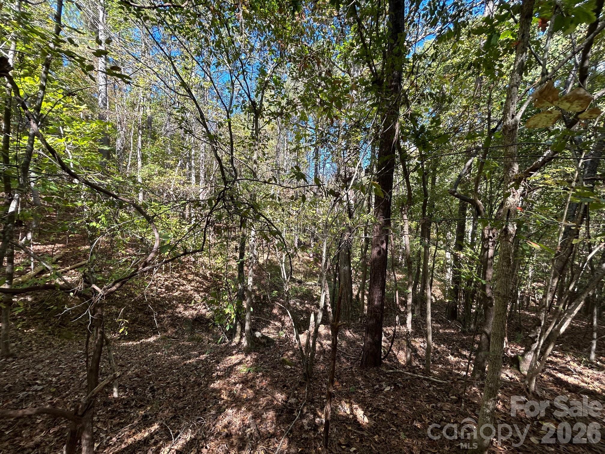 5-ac 5-ac Ernandez Road Richburg, SC 29729 - Photo 38 of 41 a view of forest