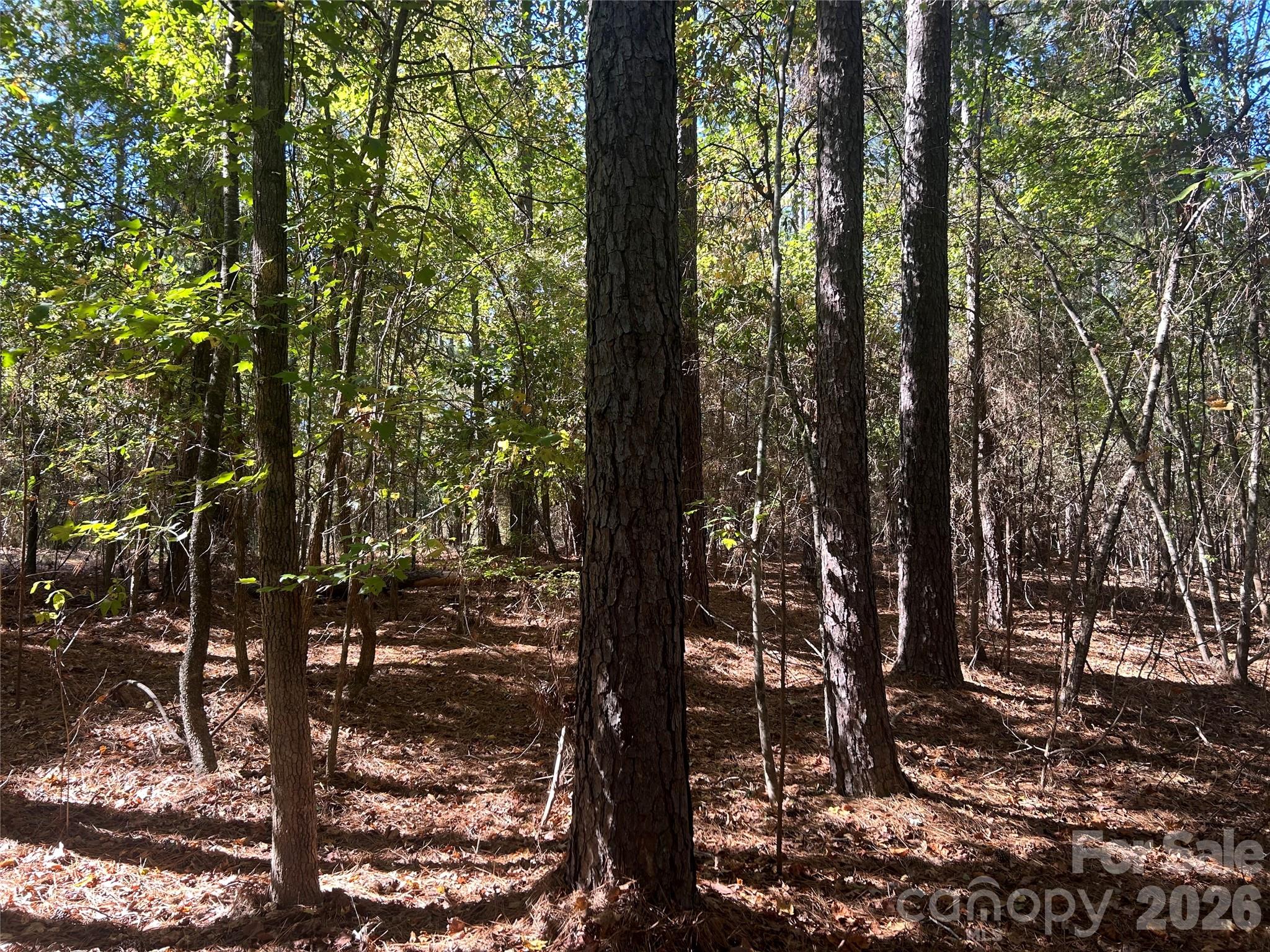 5-ac 5-ac Ernandez Road Richburg, SC 29729 - Photo 4 of 41 a view of a yard
