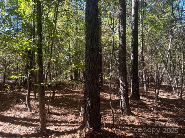 a view of a forest filled with trees