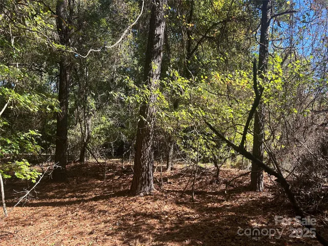 a view of some trees in a forest