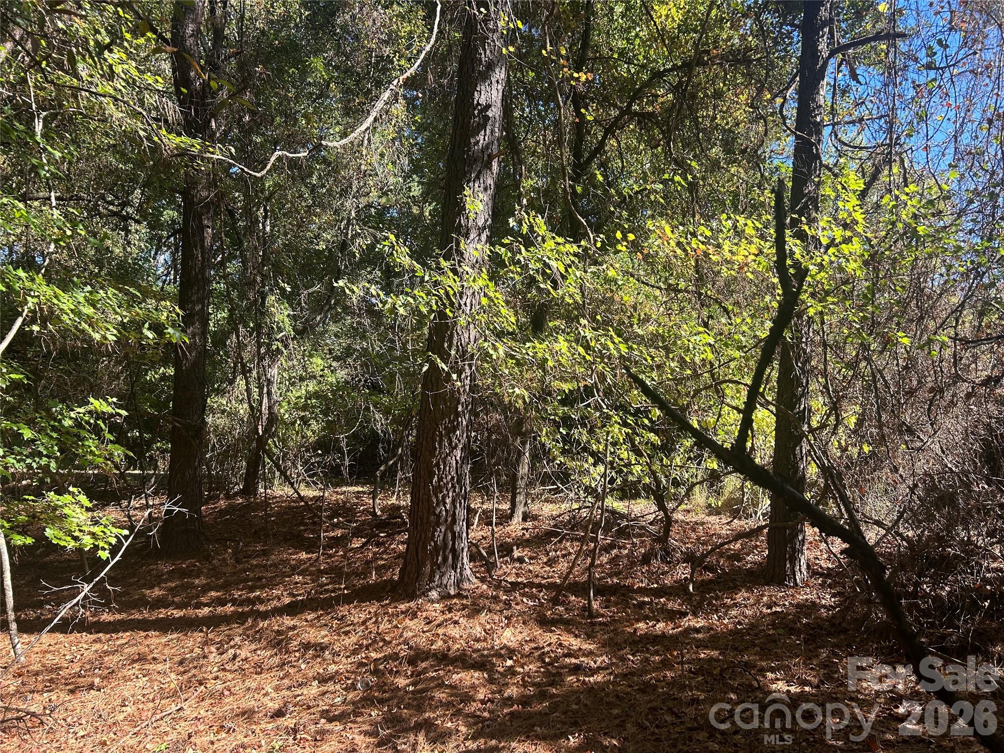 5-ac 5-ac Ernandez Road Richburg, SC 29729 - Photo 5 of 41 a view of a forest filled with trees