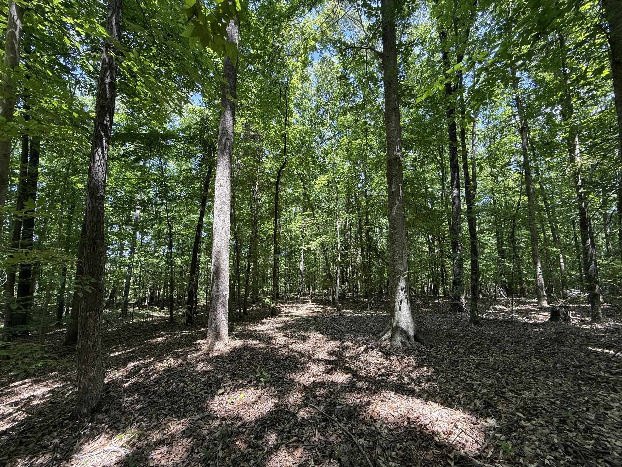 1 Carter Road Saltillo, TN 38370 - Photo 20 of 40 a view of outdoor space and green space