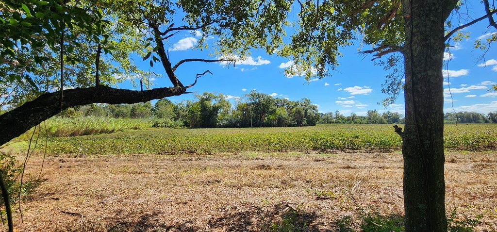 92 County Road 92 Slocomb, AL 36375 - Photo 16 of 32