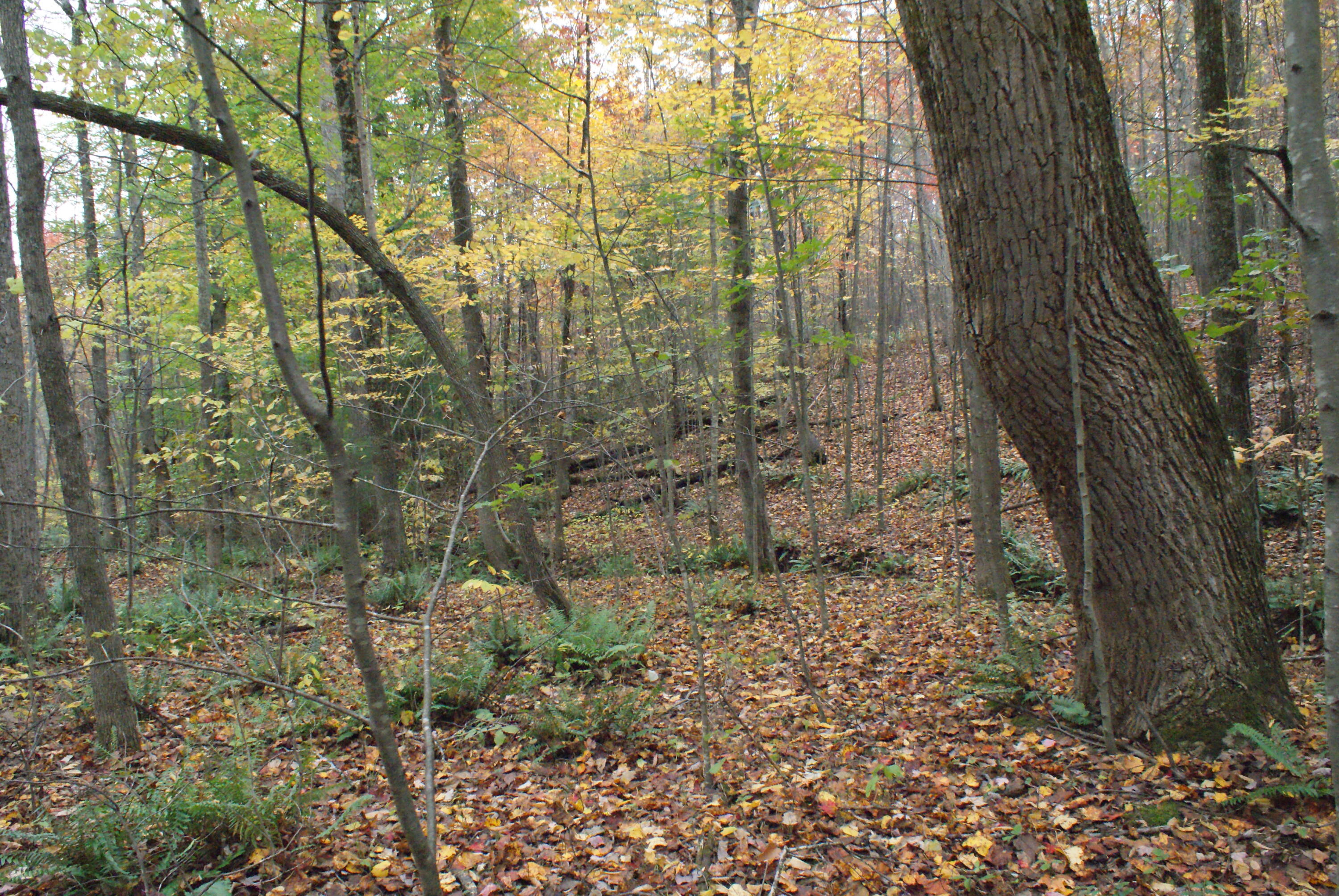 653 White Church Road Fincastle, VA 24090 - Photo 16 of 29 DSC08659