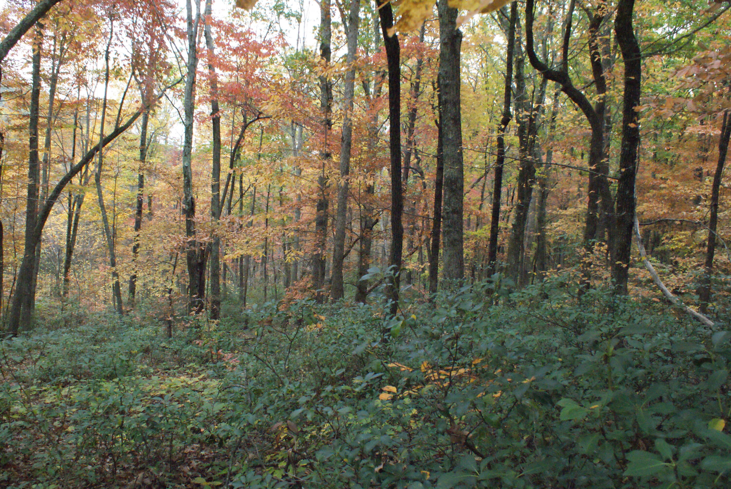 653 White Church Road Fincastle, VA 24090 - Photo 22 of 29 DSC08677