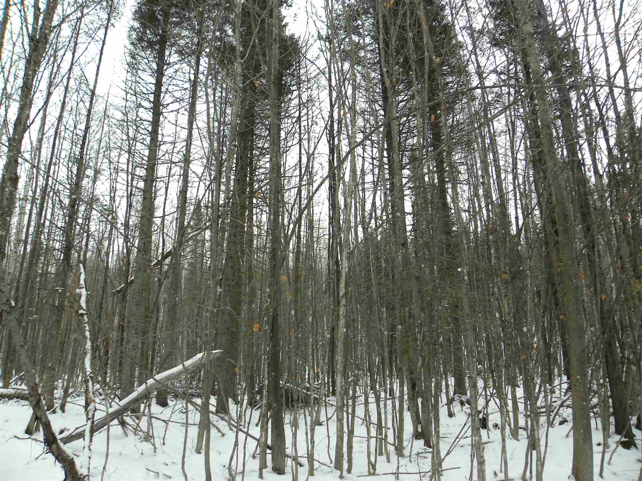 790 New Duck Pond Road Sheffield, VT 05866 - Photo 25 of 30