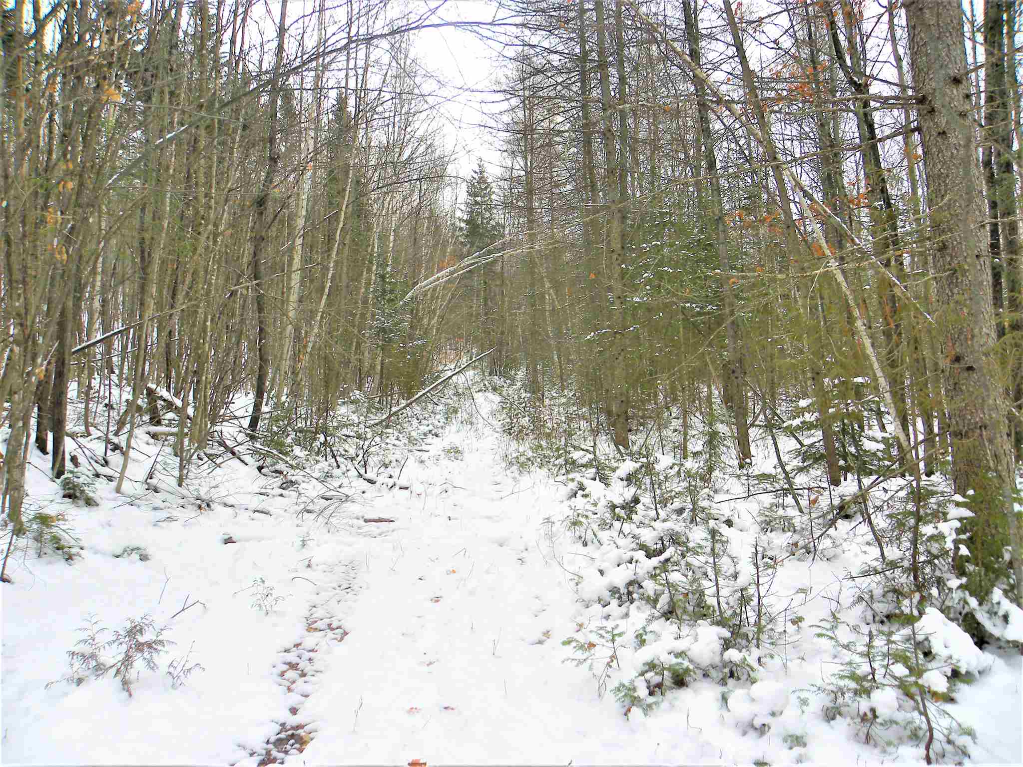 790 New Duck Pond Road Sheffield, VT 05866 - Photo 26 of 30