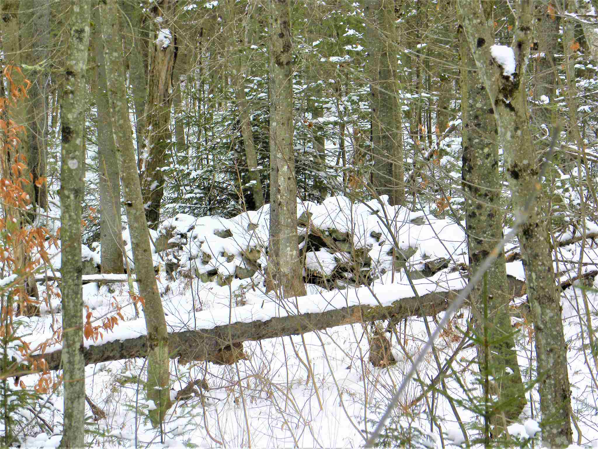790 New Duck Pond Road Sheffield, VT 05866 - Photo 27 of 30